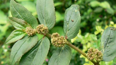 5 plantas para tratar alergia e intoxicação